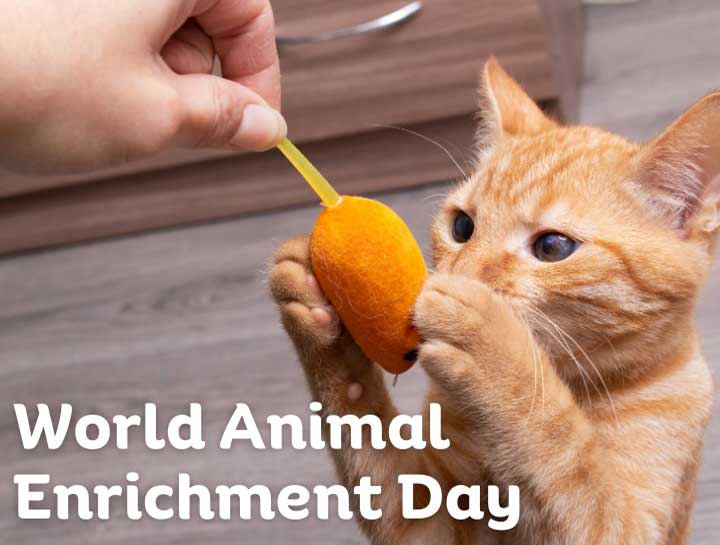 Celebrating World Animal Enrichment Day