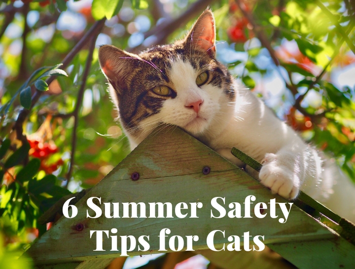 6 Summer Safety Tips for Cats