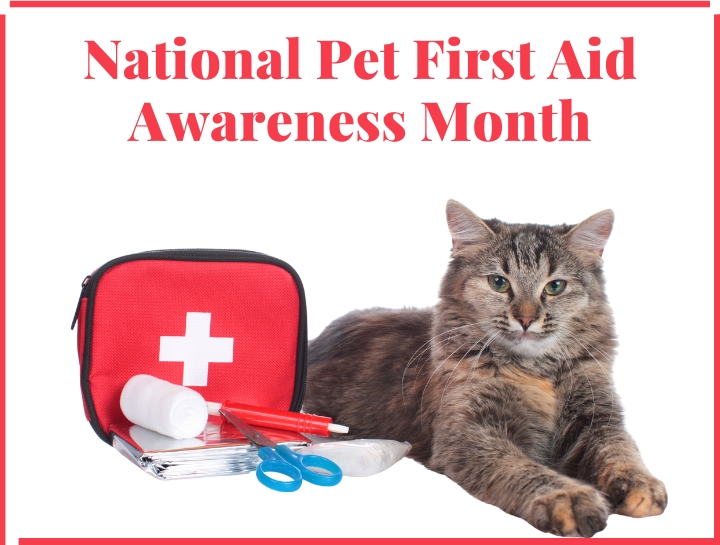 Pet First Aid Awareness