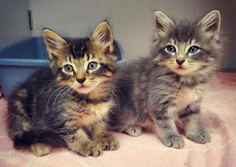 Kittens Veterinary Care, Altamonte Springs