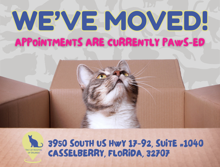 Big News — The Cat Hospital of Orlando has moved!