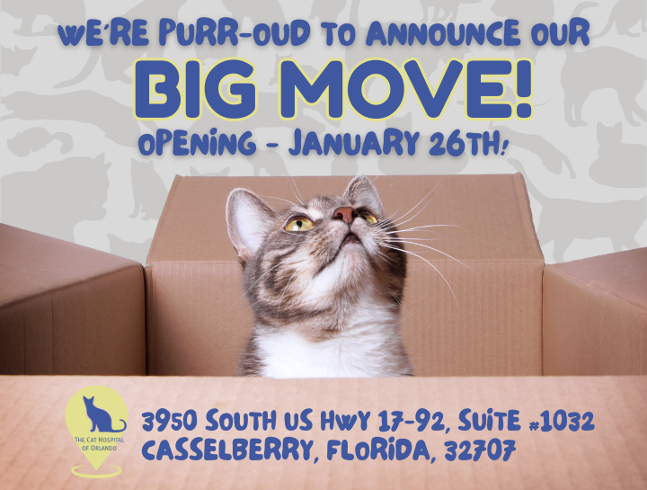 Big News — The Cat Hospital of Orlando Is Moving!