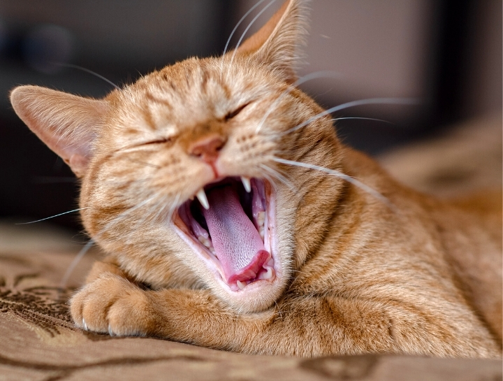 Cat Dentist in Altamonte Springs